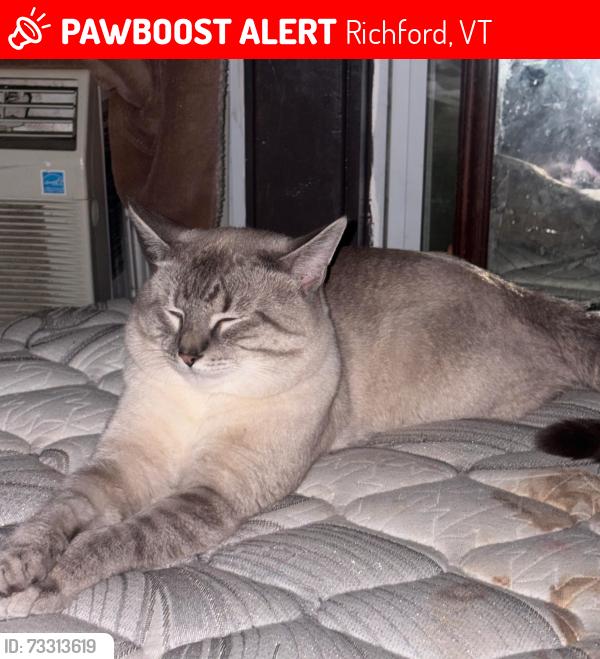 Lost Male Cat last seen Greenwoods bakery Richford vt, Richford, VT 05476