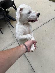 Found/Stray Male Dog last seen Sawmill and Union Cross, Winston-Salem, NC 27107
