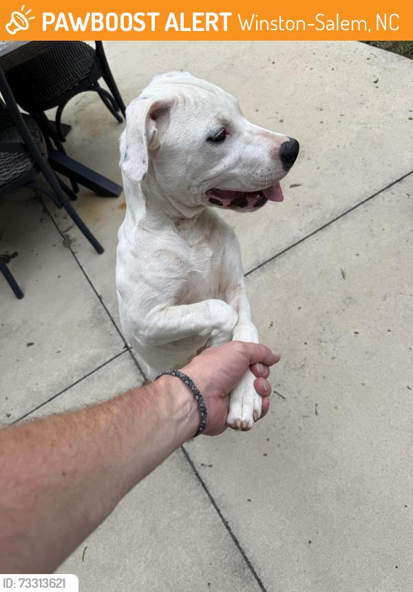 Found/Stray Male Dog last seen Sawmill and Union Cross, Winston-Salem, NC 27107