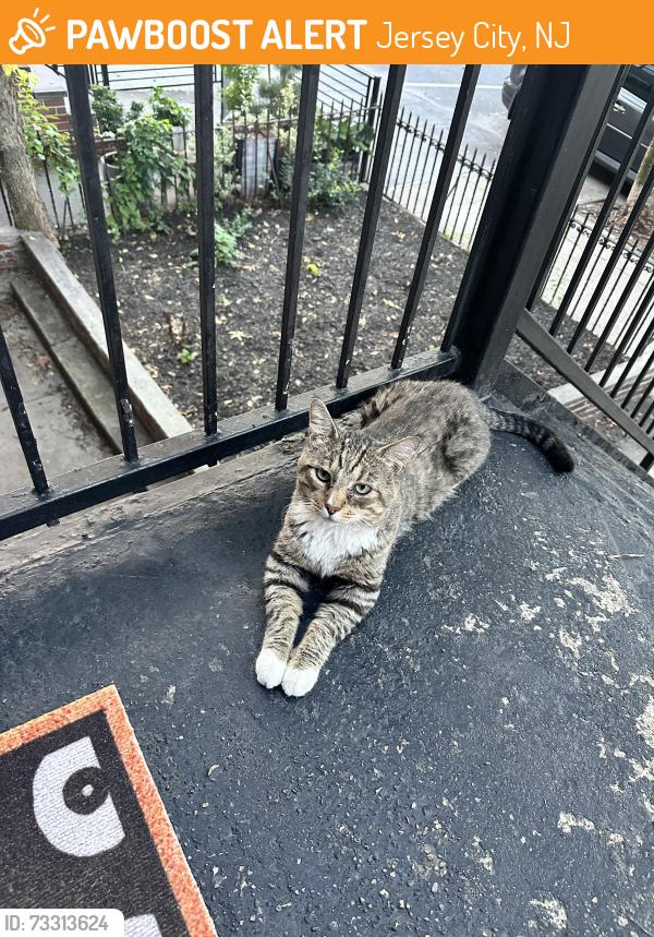 Found/Stray Unknown Cat last seen Between Griffith and Franklin, Jersey City, NJ 07307