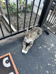 Found/Stray Unknown Cat last seen Between Griffith and Franklin, Jersey City, NJ 07307