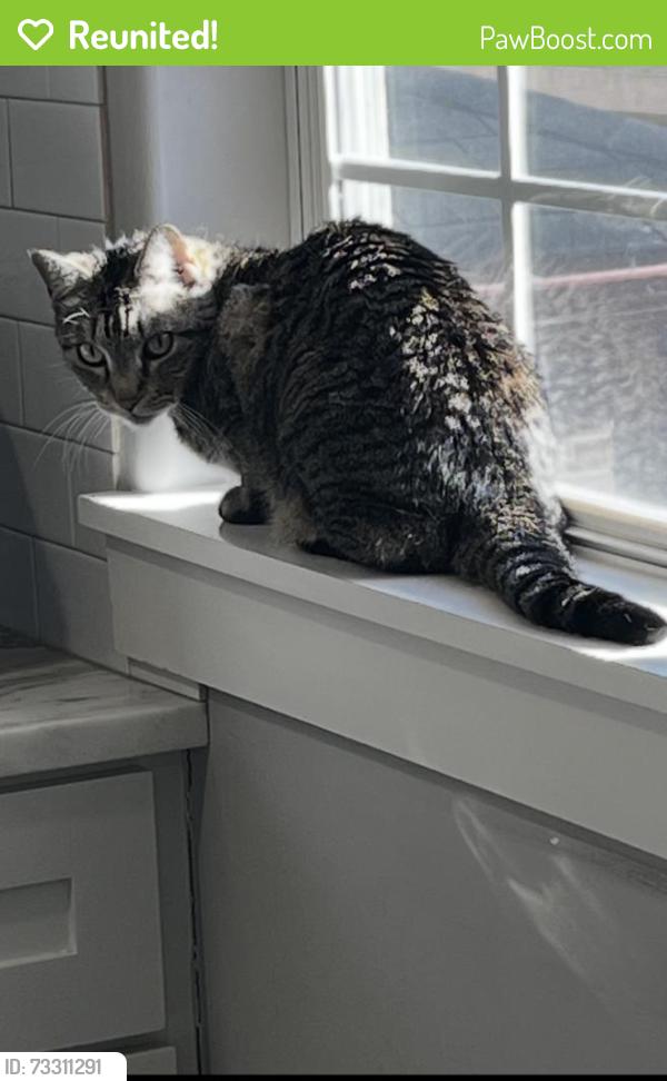 Reunited Female Cat last seen Eastwood St & Pease St, Houston, TX 77023