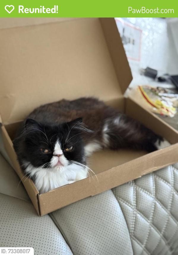 Reunited Female Cat last seen Near Lorna ave, El Cajon, CA 92020