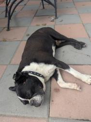 Reunited Male Dog last seen Catalpa drive and Cornell drive, Dayton, OH 45406