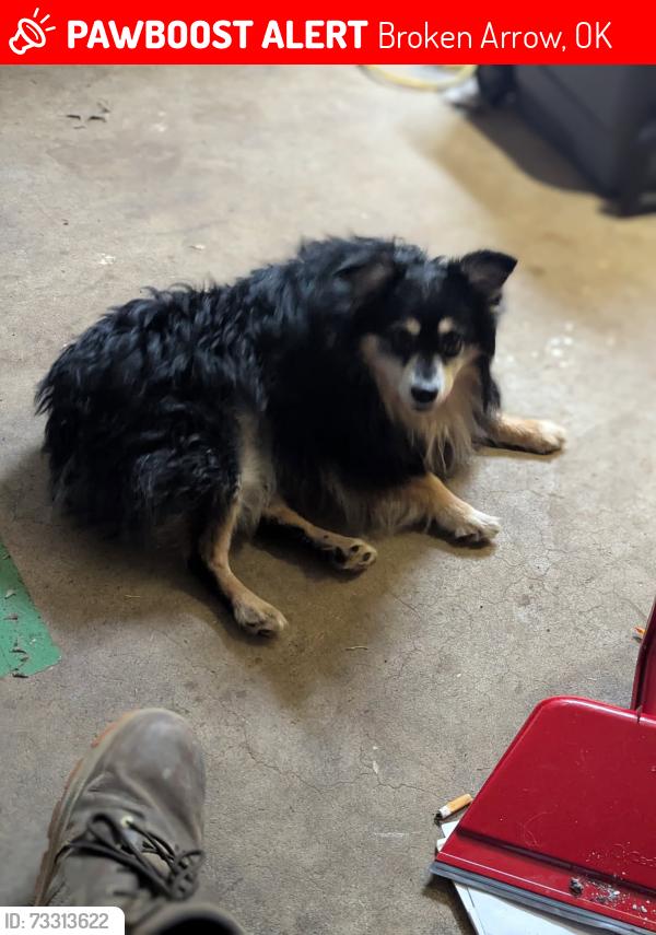 Lost Male Dog last seen 121st and redbud, Broken Arrow, OK 74011