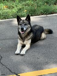 Found/Stray Unknown Dog last seen Blackjack Mountain, Carroll County, GA 30108