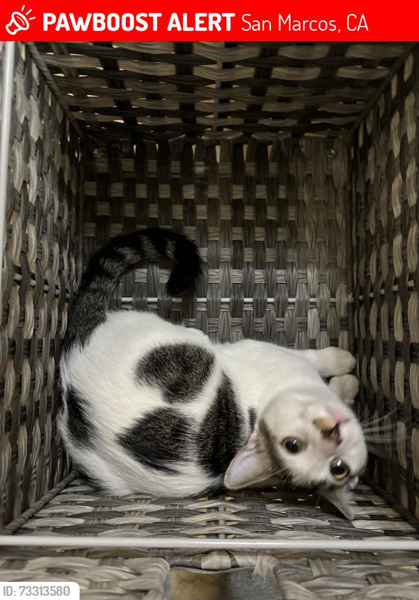 Lost Male Cat last seen Sage Canyon Ranch, San Marcos, CA 92069