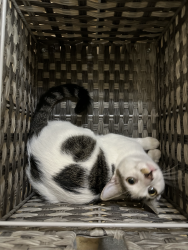 Lost Male Cat last seen Sage Canyon Ranch, San Marcos, CA 92069
