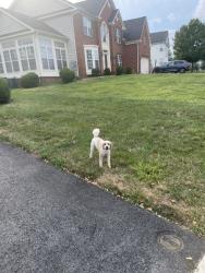 Found/Stray Unknown Dog last seen Glenkirk Way, Bowie, MD 20721