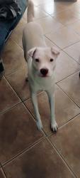 Reunited Male Dog last seen Sundance pkwy and 229th lane, Buckeye, AZ 85326
