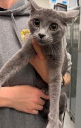Shelter Stray Female Cat last seen Midwest City, 8485 E Reno Ave, Midwest City, OK 73110, USA