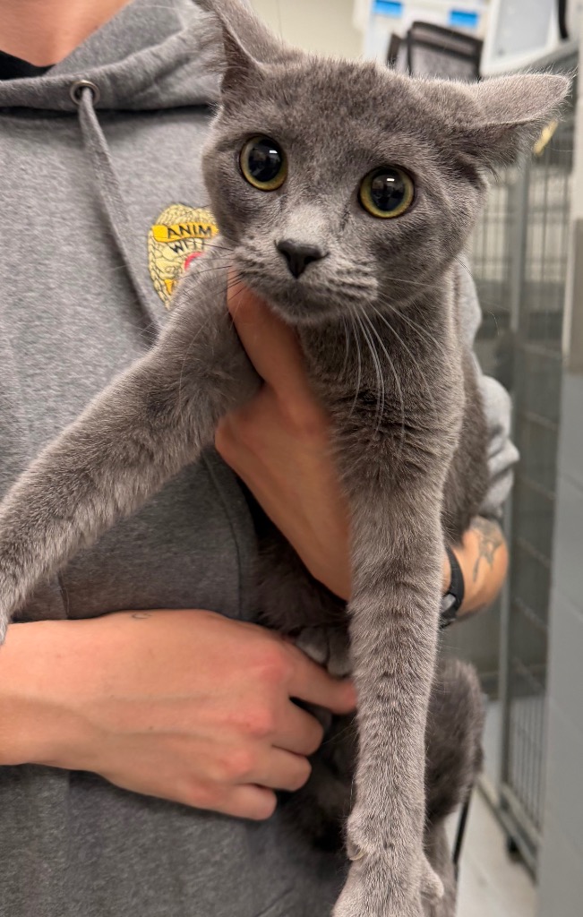 Shelter Stray Female Cat last seen Midwest City, 8485 E Reno Ave, Midwest City, OK 73110, USA