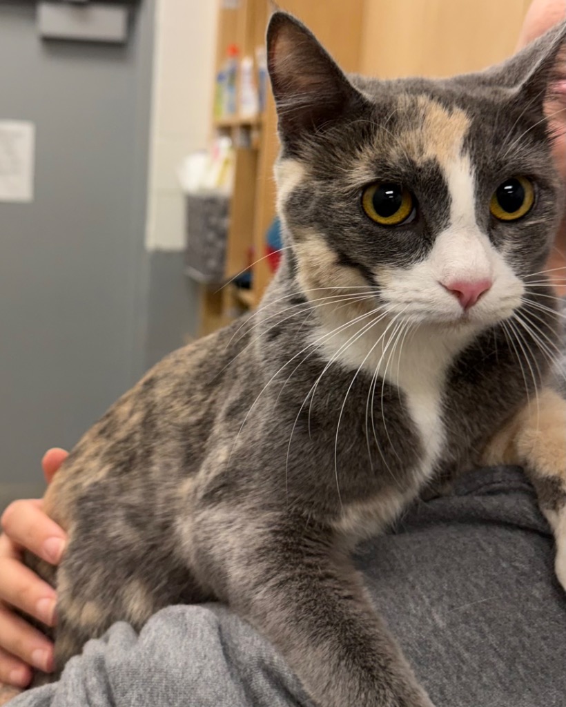 Shelter Stray Female Cat last seen Midwest City, 8485 E Reno Ave, Midwest City, OK 73110, USA