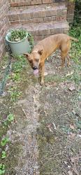Reunited Female Dog last seen Near mississippi rd, Holly Springs, MS 38635