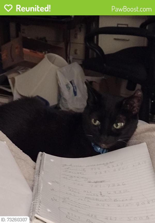 Reunited Female Cat last seen 15 Mile Rd and Ryan//, Sterling Heights, MI 48310