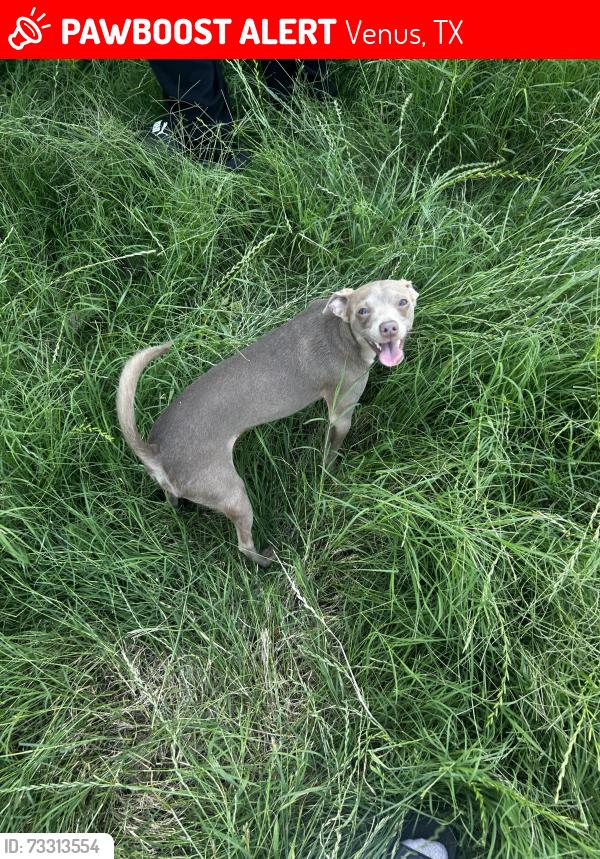 Lost Male Dog last seen Near delta dr venus tx, Venus, TX 76084