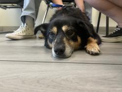 Reunited Female Dog last seen Watson St / Bishop St, Cypress, CA 90630