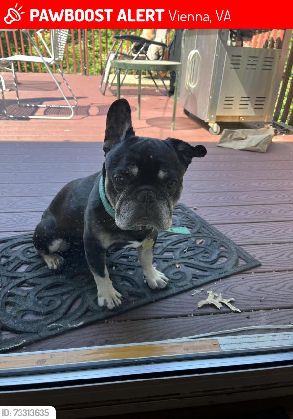 Lost Male Dog last seen Ross drive Vienna Virginia, Vienna, VA 22180