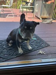 Lost Male Dog last seen Ross drive Vienna Virginia, Vienna, VA 22180