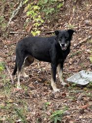 Found/Stray Unknown Dog last seen Blackjack Mountain Bowdon, Carroll County, GA 30108