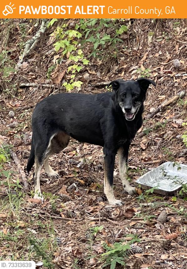 Found/Stray Unknown Dog last seen Blackjack Mountain Bowdon, Carroll County, GA 30108