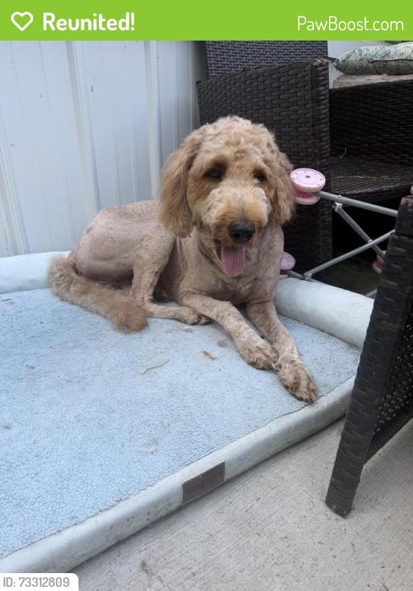 Reunited Male Dog last seen near the woods of 684 piedmont rd, Hull, GA 30646