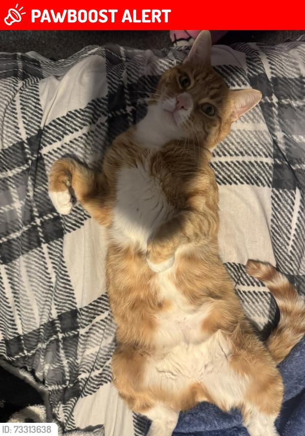 Lost Male Cat last seen Stockland green, marsh hill, West Midlands, England B23 7HJ