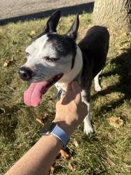 Reunited Male Dog last seen Miles and Milwood Ave, Kalamazoo, MI 49001