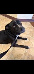 Reunited Male Dog last seen S Pavey Cir, Texas 77358, USA, Walker County, TX 77358