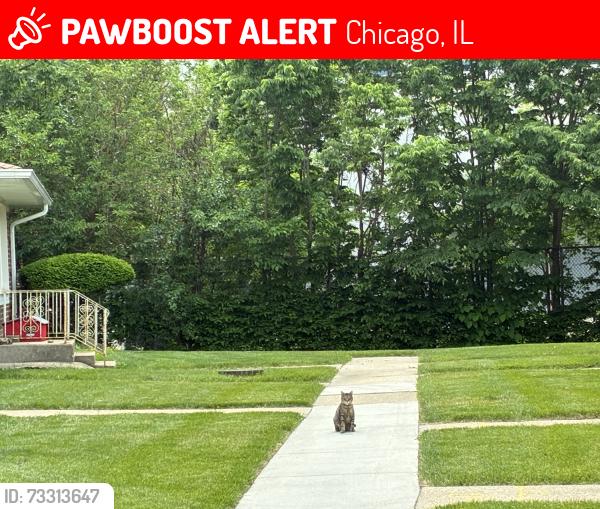 Lost Female Cat last seen Cottage Grove, Chicago, IL 60619