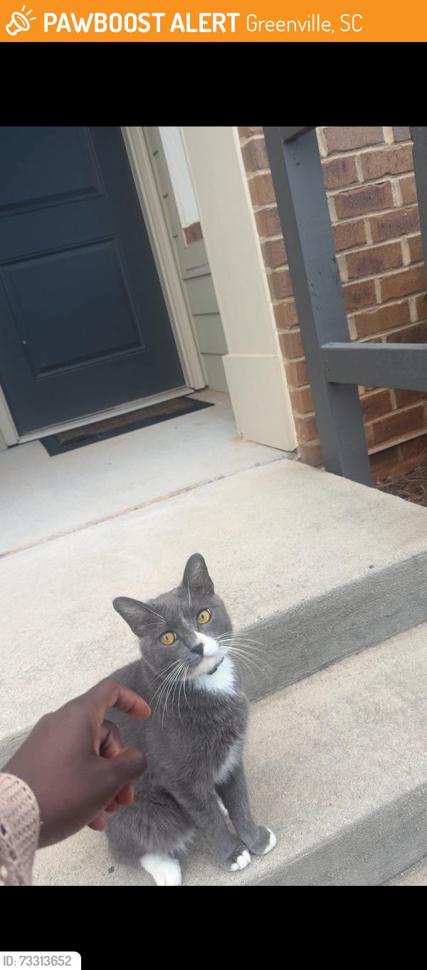 Found/Stray Male Cat last seen Verde/Hollingsworth Park, Greenville, SC 29607