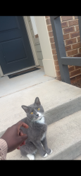 Found/Stray Male Cat last seen Verde/Hollingsworth Park, Greenville, SC 29607
