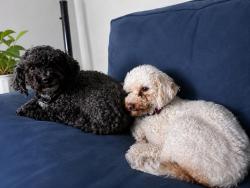 Reunited Male Dog last seen Near Meadow View Dr, Cleburne, TX 76033, USA, Cleburne, TX 76033