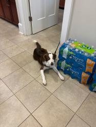 Found/Stray Unknown Dog last seen Ballantyne Commons Apts., Simpsonville, SC 29681