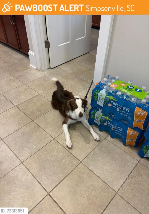 Found/Stray Unknown Dog last seen Ballantyne Commons Apts., Simpsonville, SC 29681