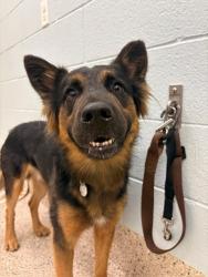 Shelter Stray Male Dog last seen Near BLOCK OURAY ST, 12155 Park Blvd, Brighton, CO 80601, USA