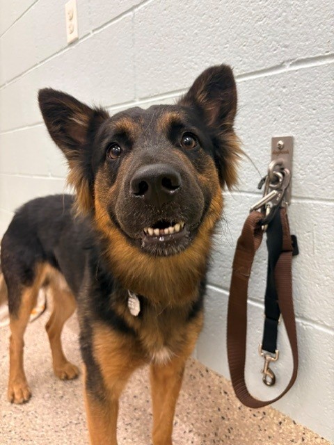 Shelter Stray Male Dog last seen Near BLOCK OURAY ST, 12155 Park Blvd, Brighton, CO 80601, USA