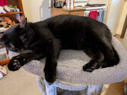 Reunited Female Cat last seen East Market and High Point, Akron, OH 44312