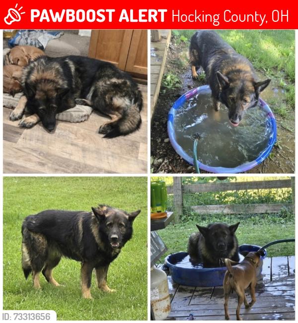 Lost Male Dog last seen Hocking hills elementary, Hocking County, OH 43138