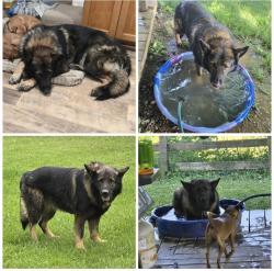Lost Male Dog last seen Hocking hills elementary, Hocking County, OH 43138