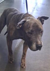 Shelter Stray Male Dog last seen , 1850 W 60th St, Los Angeles, CA 90047, USA