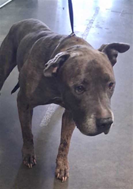 Shelter Stray Male Dog last seen , 1850 W 60th St, Los Angeles, CA 90047, USA