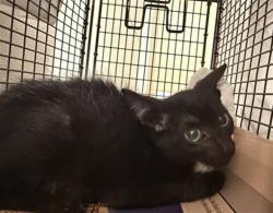 Shelter Stray Male Cat last seen Near BLOCK CRESTWOOD TER, MARGATE FL 33063, 2400 SW 42nd St, Fort Lauderdale, FL 33312, USA