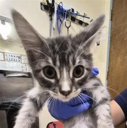 Shelter Stray Male Cat last seen Near BLOCK STEVENSON BLVD, 1950 Stevenson Blvd, Fremont, CA 94538, USA
