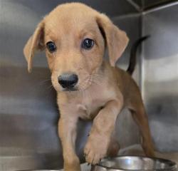 Shelter Stray Male Dog last seen Near BLOCK SOUTHCROSS, 4710 TX-151, San Antonio, TX 78227, USA