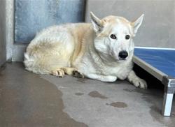 Shelter Stray Male Dog last seen Near BLOCK E CARTER ST, 333 Chandler Pl, San Bernardino, CA 92408, USA