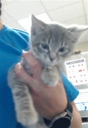 Shelter Stray Female Cat last seen Near BLOCK RACHEL RD, FAYETTEVILLE NC 28311, 4704 Corporation Dr, Fayetteville, NC 28306, USA