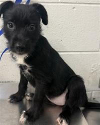 Shelter Stray Female Dog last seen N VERDE AVE & W CASCADE DR, RIALTO, CA, 92376, USA, 333 Chandler Pl, San Bernardino, CA 92408, USA
