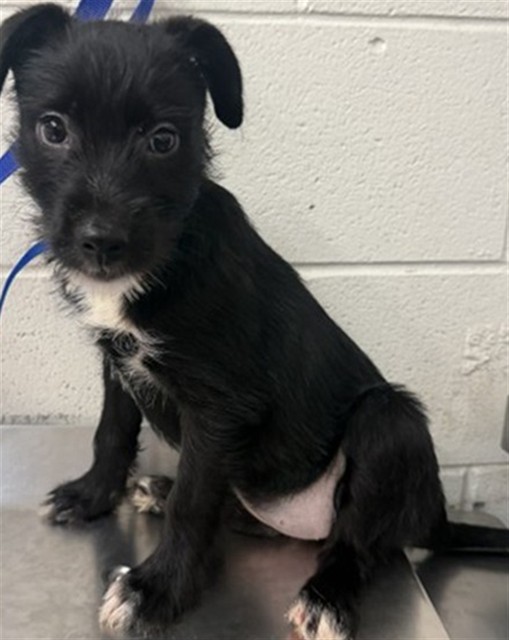 Shelter Stray Female Dog last seen N VERDE AVE & W CASCADE DR, RIALTO, CA, 92376, USA, 333 Chandler Pl, San Bernardino, CA 92408, USA