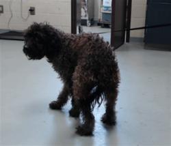 Shelter Stray Female Dog last seen Near BLOCK SKIBO RD, FAYETTEVILLE NC 28303, 4704 Corporation Dr, Fayetteville, NC 28306, USA
